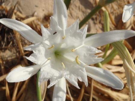 fiore nella sabbia - Pancratium maritimum